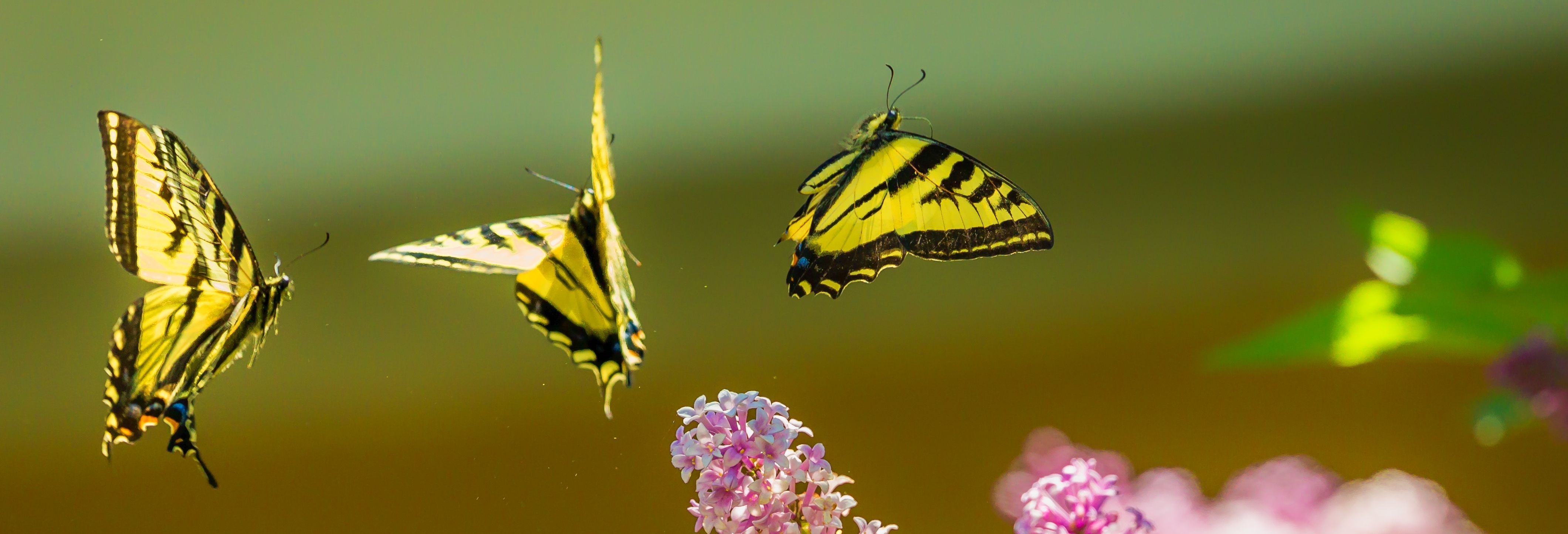 Yellow and black butterflies flying above pink flowers